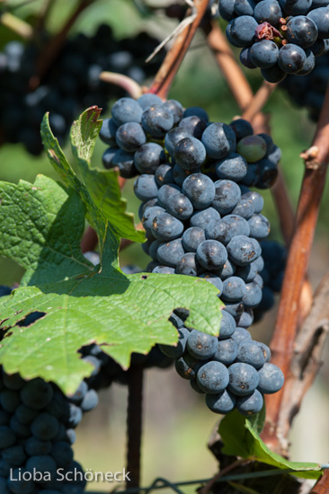 Weintrauben | Tramin