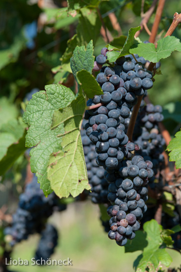 Weintrauben | Tramin