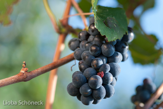 Weintrauben | Montana