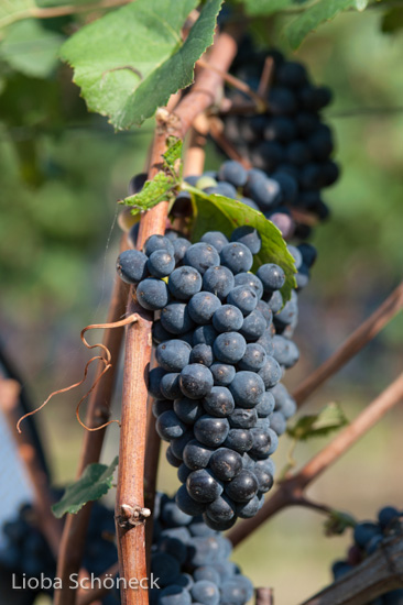 Weintrauben | Montana