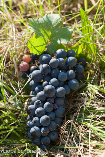 Weintrauben | Montana