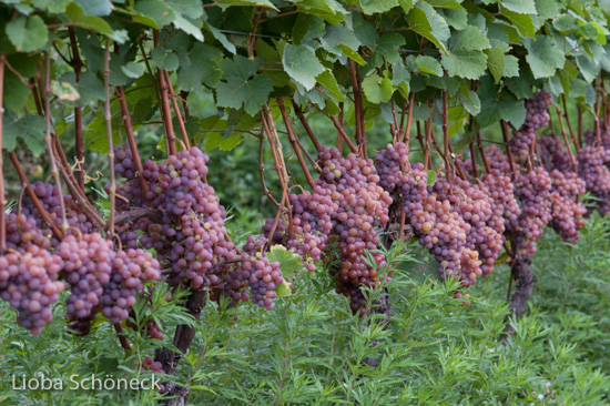 Weintrauben | Tramin