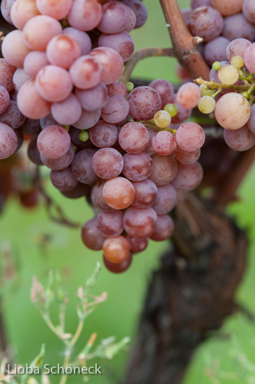 Weintrauben | Tramin