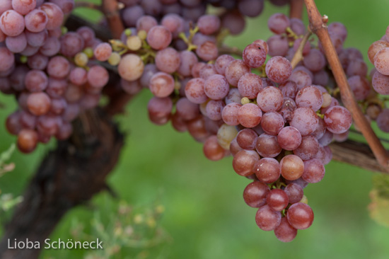 Weintrauben | Tramin