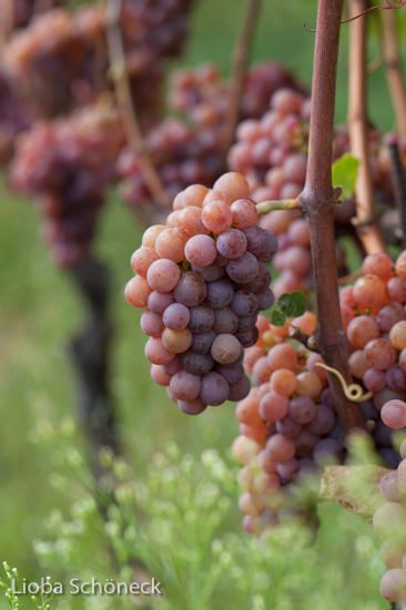 Weintrauben | Tramin