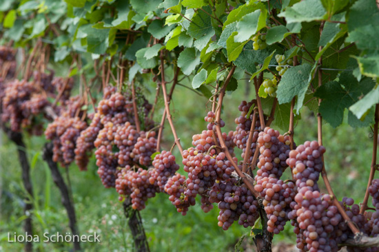 Weintrauben | Tramin