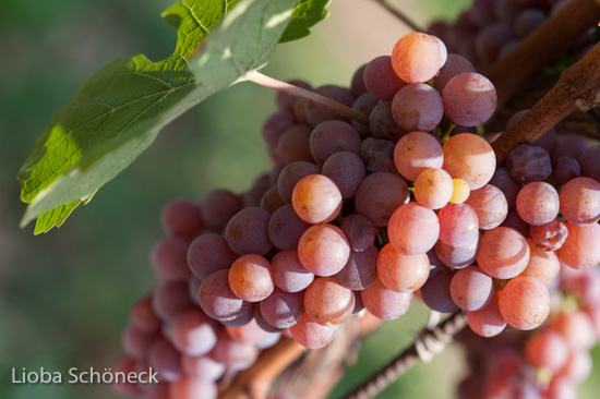 Weintrauben | Tramin