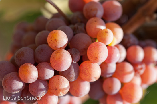 Weintrauben | Tramin