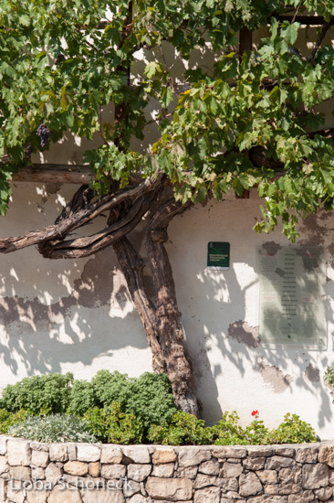 Weintrauben | Margreid