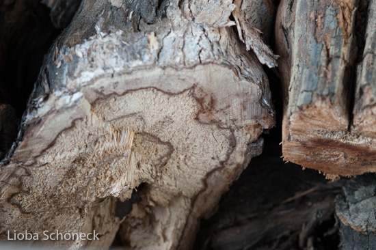 Tramin | Holz von einem Weinstock