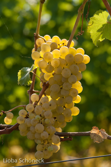Weintrauben | Tramin