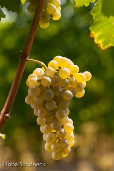 Weintrauben | Tramin