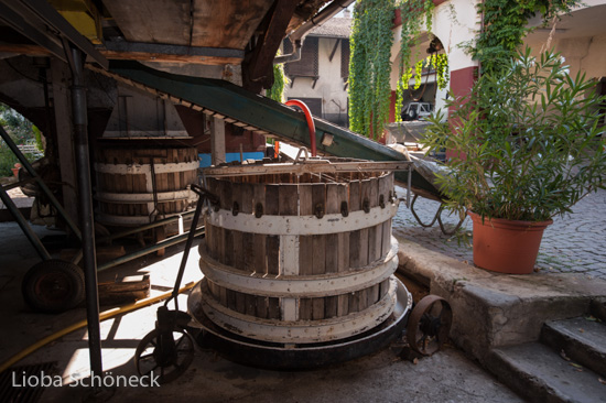 Weingut A. von Elzenbaum | Keller mit alten Weinfaessern