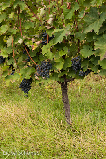 Georgien | 10.09. bis 25.09.2011