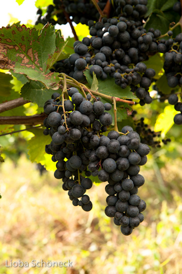 Georgien | 10.09. bis 25.09.2011