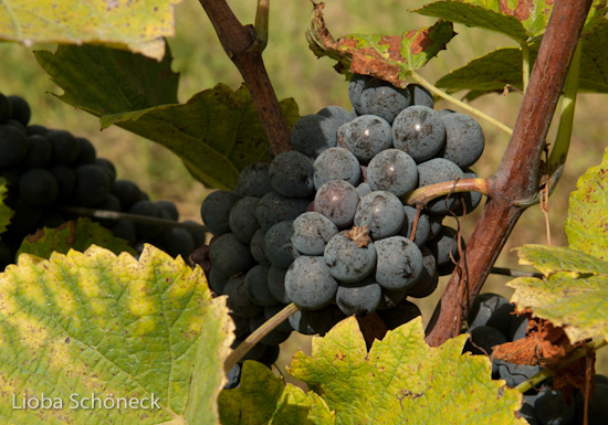 Georgien | 10.09. bis 25.09.2011