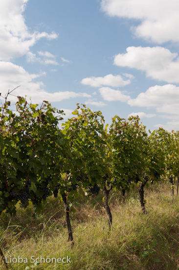 Georgien | 10.09. bis 25.09.2011