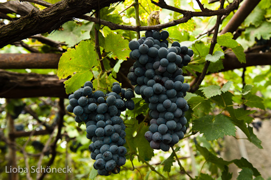 Georgien | 10.09. bis 25.09.2011