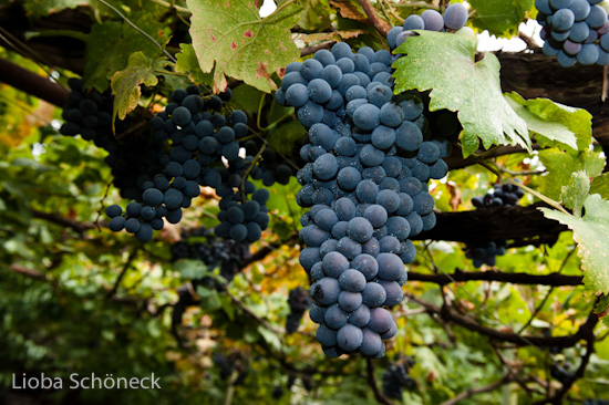 Georgien | 10.09. bis 25.09.2011