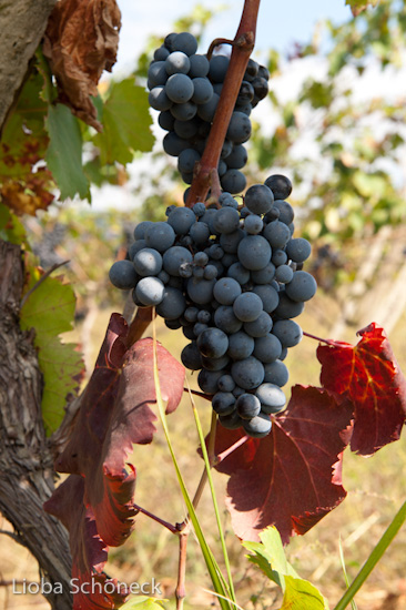 Georgien | 10.09. bis 25.09.2011