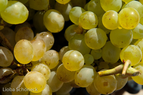 Georgien | 10.09. bis 25.09.2011