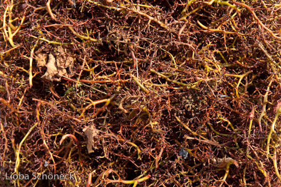 Georgien | 10.09. bis 25.09.2011