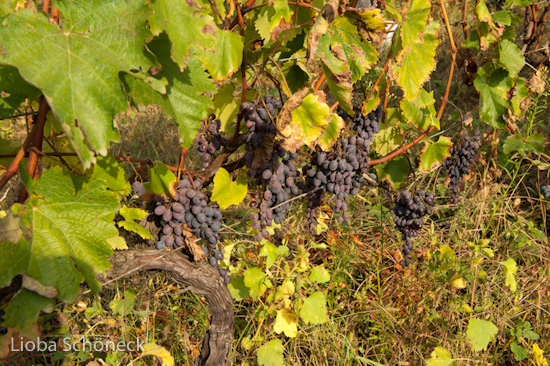 Georgien | 10.09. bis 25.09.2011