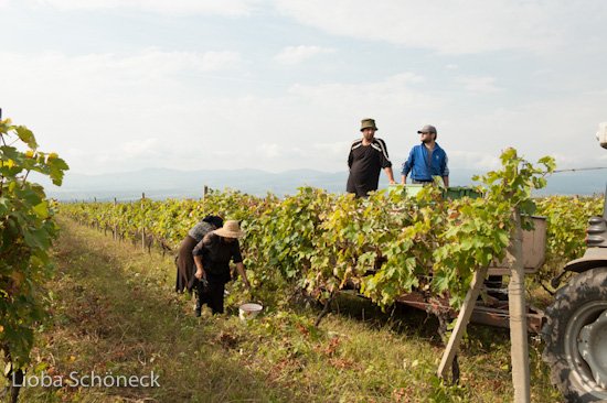 Georgien | 10.09. bis 25.09.2011