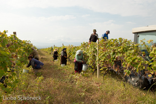 Georgien | 10.09. bis 25.09.2011