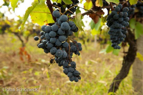 Georgien | 10.09. bis 25.09.2011