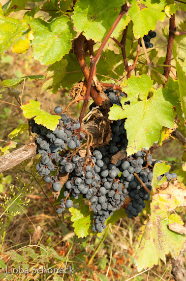 Georgien | 10.09. bis 25.09.2011