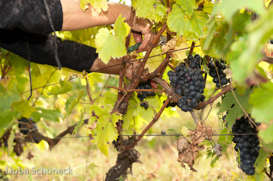 Georgien | 10.09. bis 25.09.2011