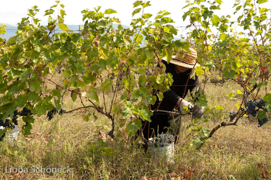 Georgien | 10.09. bis 25.09.2011