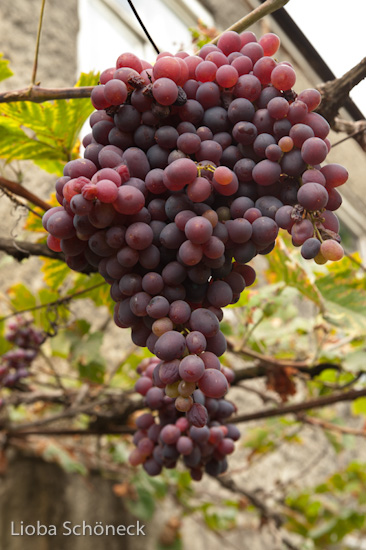 Georgien | 10.09. bis 25.09.2011