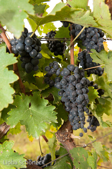 Georgien | 10.09. bis 25.09.2011